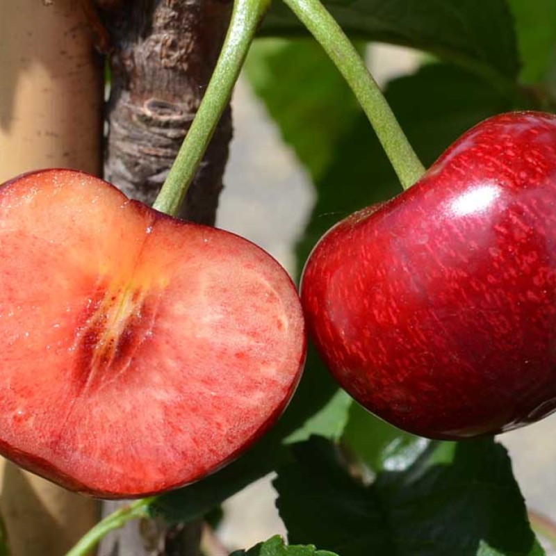 Čerešňa (Prunus avium) CELESTE®