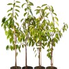 Čerešňa (Prunus avium) SWEETHEART®
