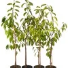 Süßkirsche (Prunus avium) LAPINS