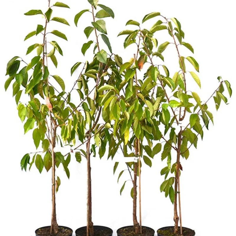 Süßkirsche (Prunus avium) LAPINS