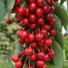 Čerešňa stĺpová (Prunus avium) CLAUDIA