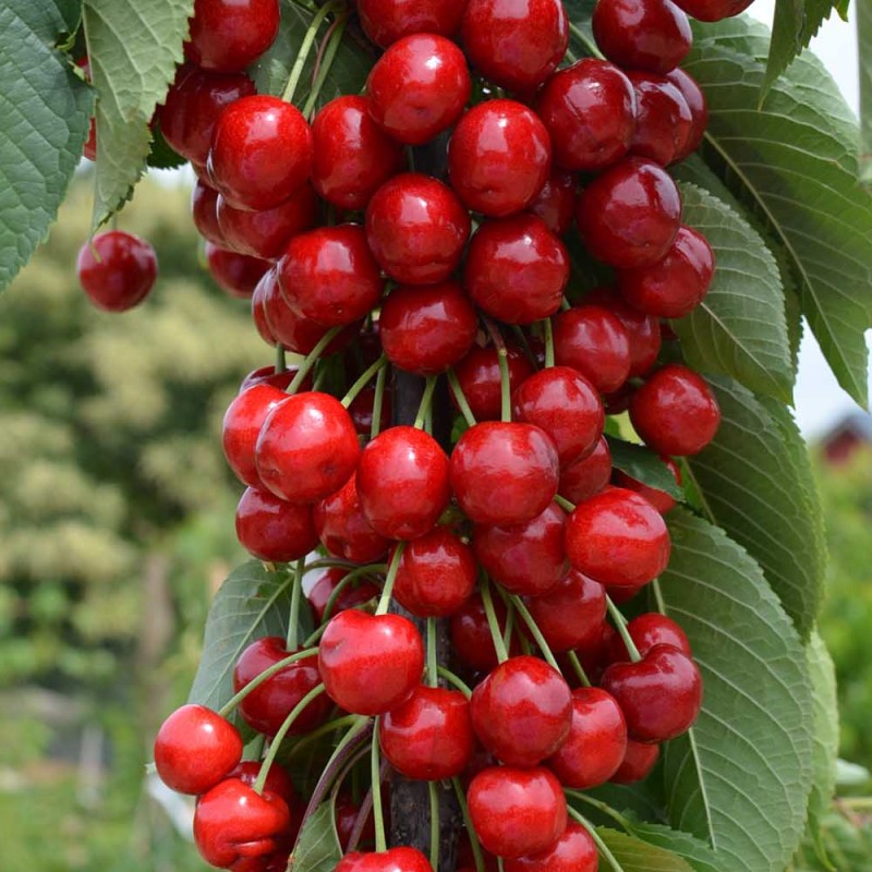 Čerešňa stĺpová (Prunus avium) CLAUDIA
