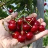 Columnar Sour Cherry (Prunus cerasus) JACHIM®