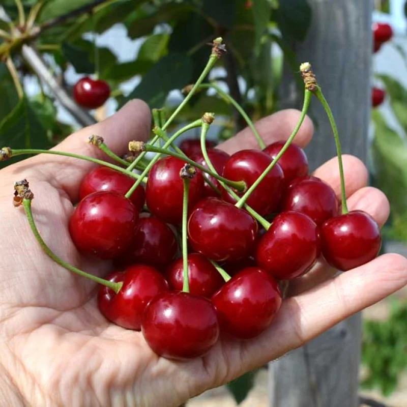 Columnar Sour Cherry (Prunus cerasus) JACHIM®