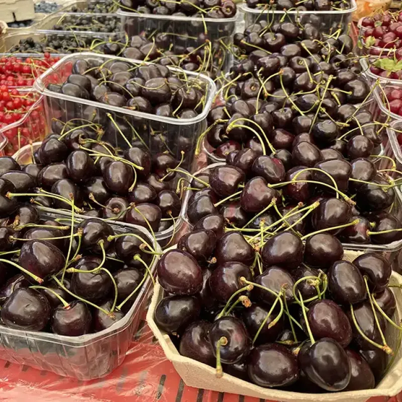 Čerešňa (Prunus avium) KORDIA