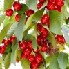 Čerešňa (Prunus avium) LAPINS