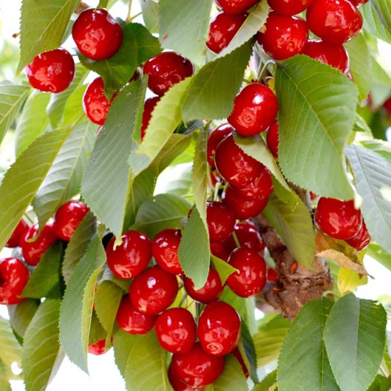 Čerešňa (Prunus avium) LAPINS