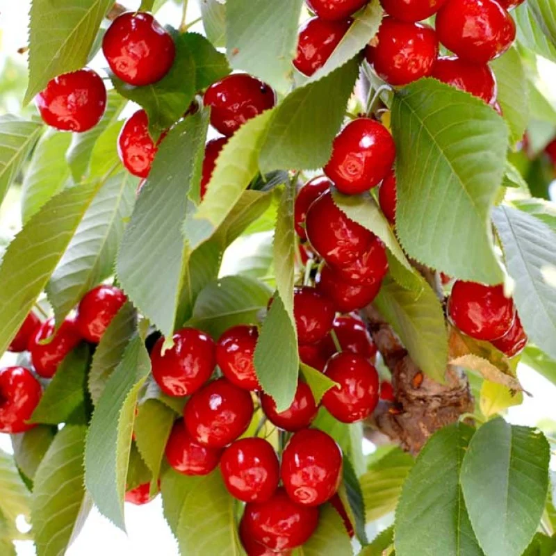 Süßkirsche (Prunus avium) LAPINS