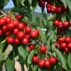 Čerešňa (Prunus avium) SAMBA®