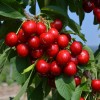 Čerešňa (Prunus avium) SAMBA®