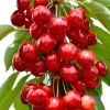 Čerešňa (Prunus avium) SAMBA®