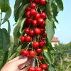 Čerešňa stĺpová (Prunus avium) SARA