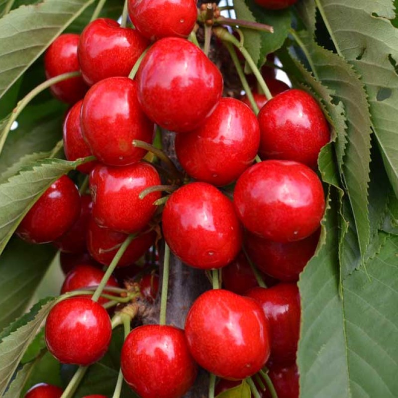 Čerešňa stĺpová (Prunus avium) SARA