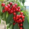 Čerešňa (Prunus avium) SWEETHEART®