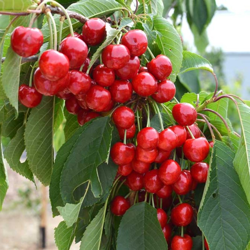 Čerešňa (Prunus avium) SWEETHEART®
