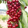 Čerešňa stĺpová (Prunus avium) SYLVIA