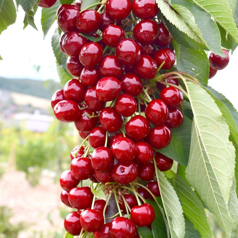 Čerešňa stĺpová (Prunus avium) SYLVIA