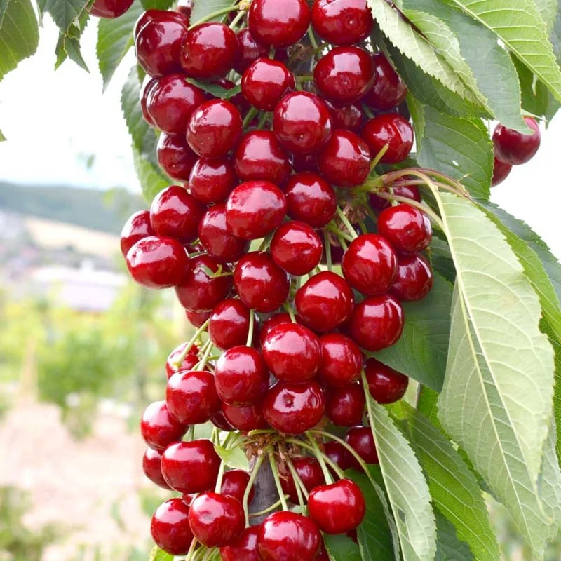 Säulenkirsche (Prunus avium) SYLVIA