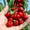 Čerešňa stĺpová (Prunus avium) SYLVIA