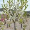 Čerešňa stĺpová (Prunus avium) SYLVIA