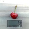 Čerešňa (Prunus avium) TAMARA®