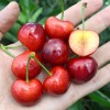 Čerešňa (Prunus avium) TAMARA®