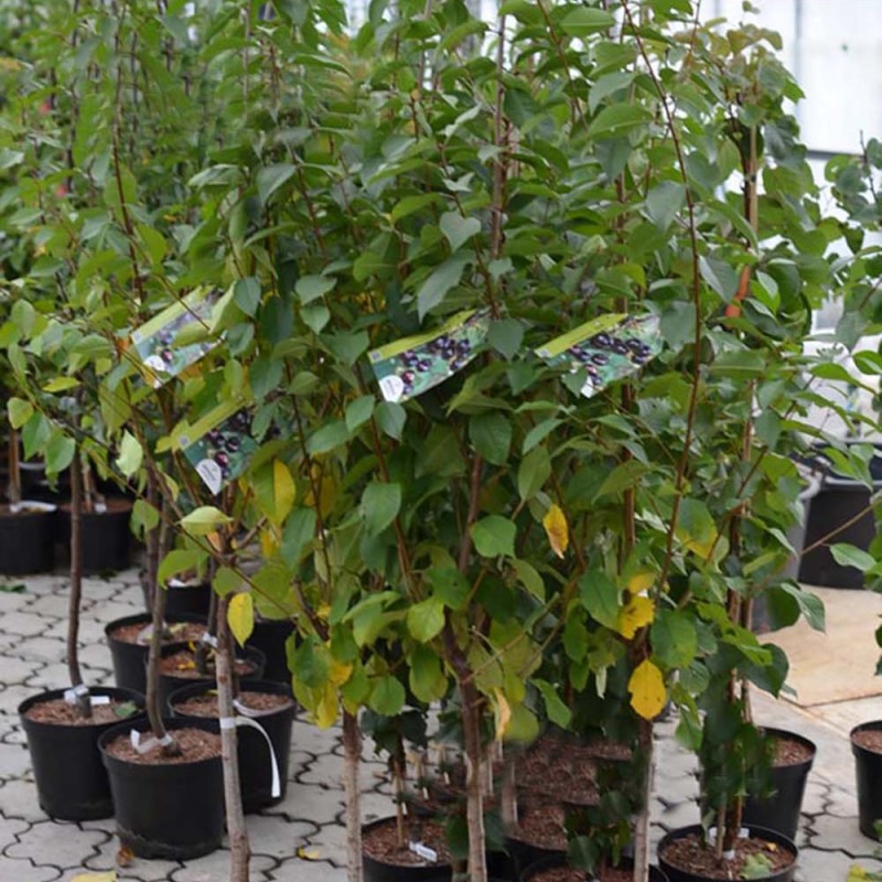 Višňa (Prunus cerasus) SAFIR®