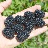 Černica (Rubus fruticosus) ASTERINA