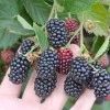Brombeere (Rubus fruticosus) CACANSKA BESTRNA