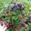 Brombeere (Rubus fruticosus) CACANSKA BESTRNA