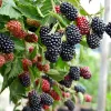 Blackberry (Rubus fruticosus) LOCH NESS