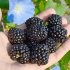 Černica (Rubus fruticosus) POLAR