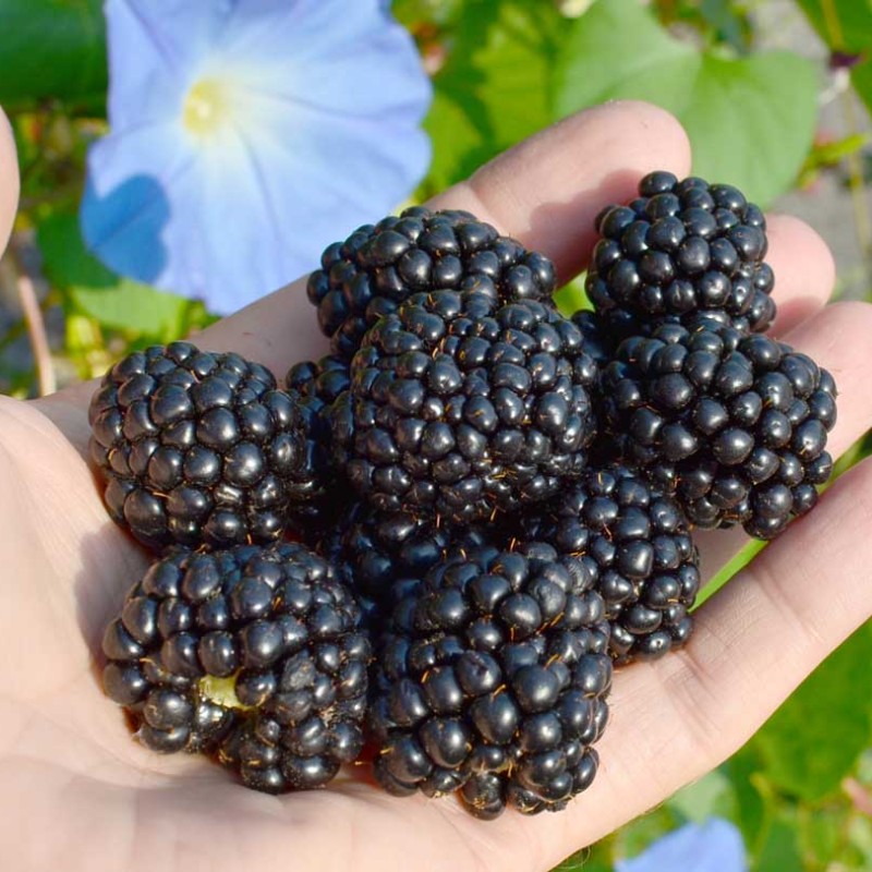 Černica (Rubus fruticosus) POLAR