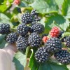Černica (Rubus fruticosus) POLAR