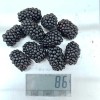 Černica (Rubus fruticosus) POLAR