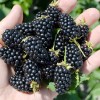 Černica (Rubus fruticosus) RUCZAJ