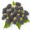 Černica (Rubus fruticosus) RUCZAJ