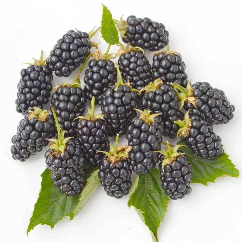 Černica (Rubus fruticosus) RUCZAJ