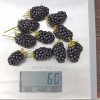 Černica (Rubus fruticosus) RUCZAJ