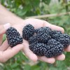 Blackberry (Rubus fruticosus) TRIPLE CROWN