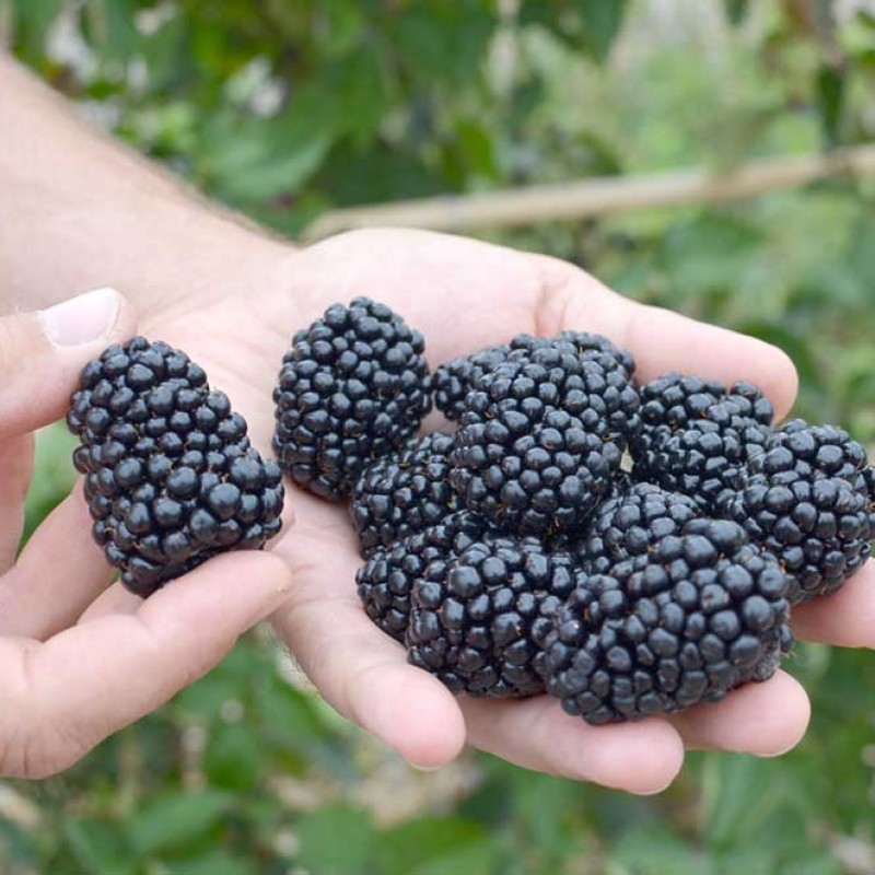 Blackberry (Rubus fruticosus) TRIPLE CROWN