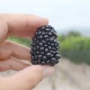 Blackberry (Rubus fruticosus) TRIPLE CROWN