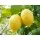 Citrusy