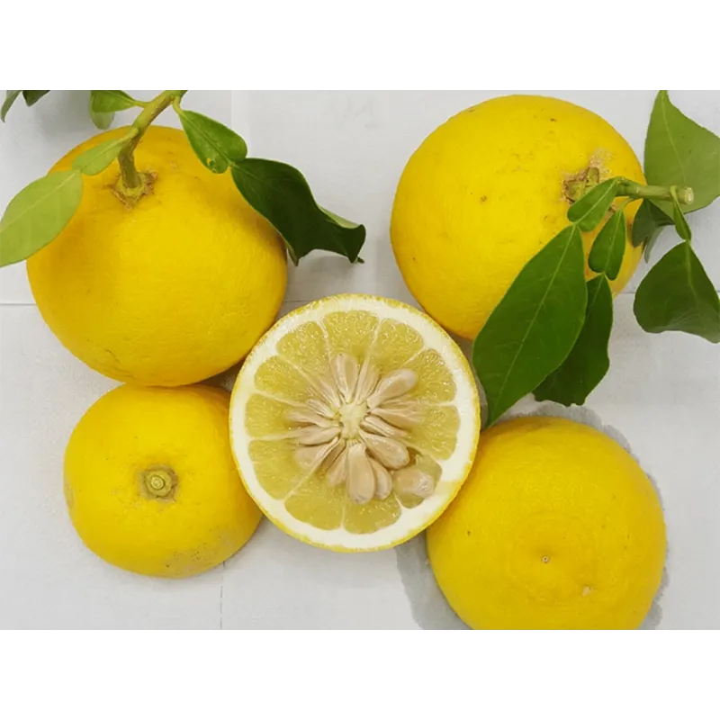 CITRUS英語版 Citrus hybrid (Citrus wilsonii) ICHANG LEMON - kontajner