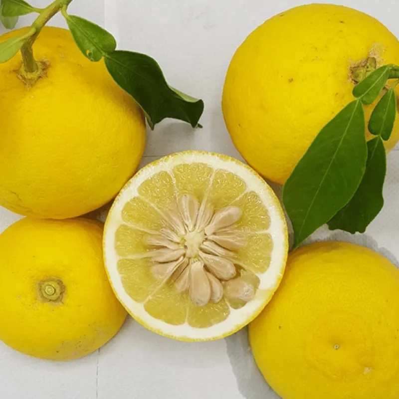 Citrónovník hybridný (Citrus wilsonii) ICHANG LEMON
