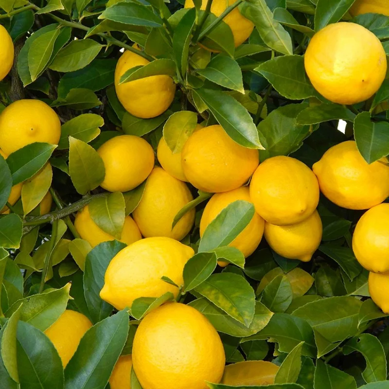Citrus hybrid (Citrus meyeri) Meyer Lemon
