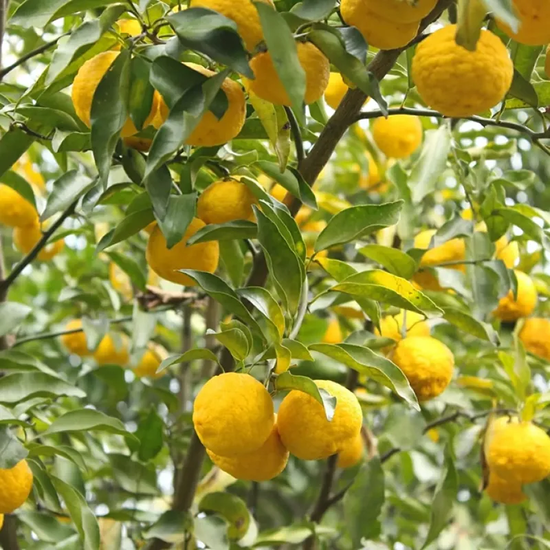 Citrónovník hybridný (Citrus junos) YUZU N°3