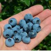 Čučoriedka (Vaccinium corymbosum) BLUECROP