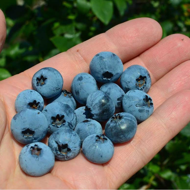 Čučoriedka (Vaccinium corymbosum) BLUECROP