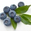 Heidelbeere (Vaccinium corymbosum) BLUEGOLD